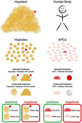 How T Cells Do the “Search for the Needle in the Haystack”